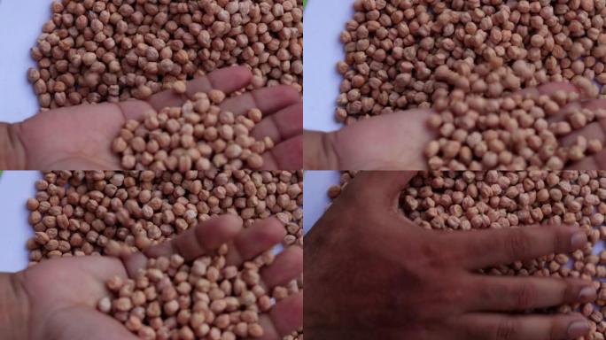 农学家检查鹰嘴豆种子