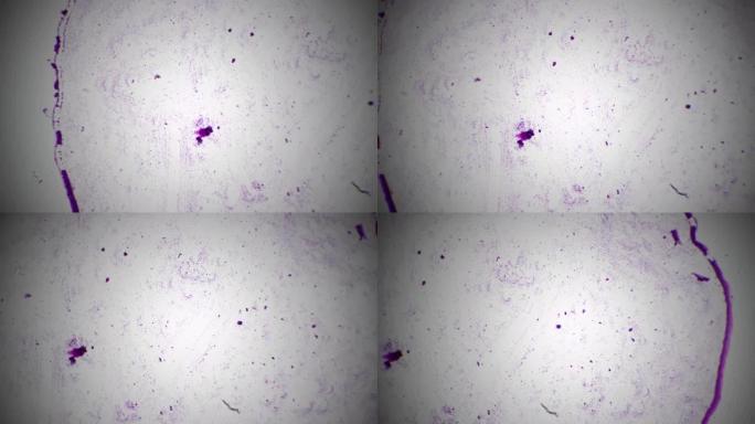 三种类型的细菌在静态条件下在40x下的明场下在显微镜下拍摄