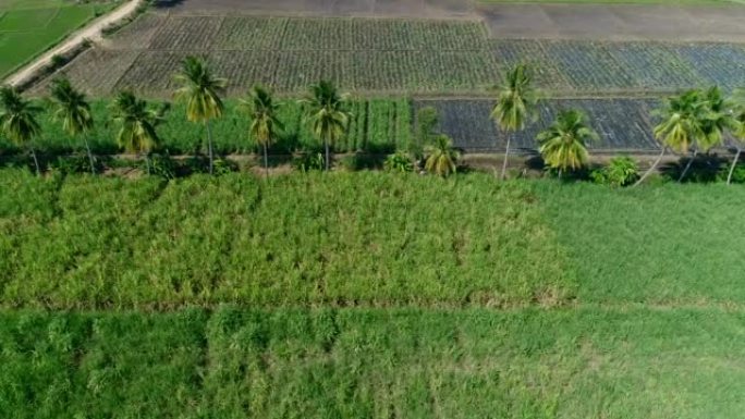 在各个领域种植的椰子树行的空中拍摄