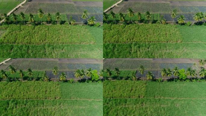 在各个领域种植的椰子树行的空中拍摄