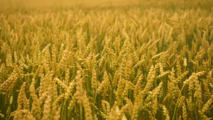 黑暗戏剧性景观背景下的麦田。小麦小穗与谷物摇动风。夏季谷物丰收。农业企业环保小麦。全球粮食危机。