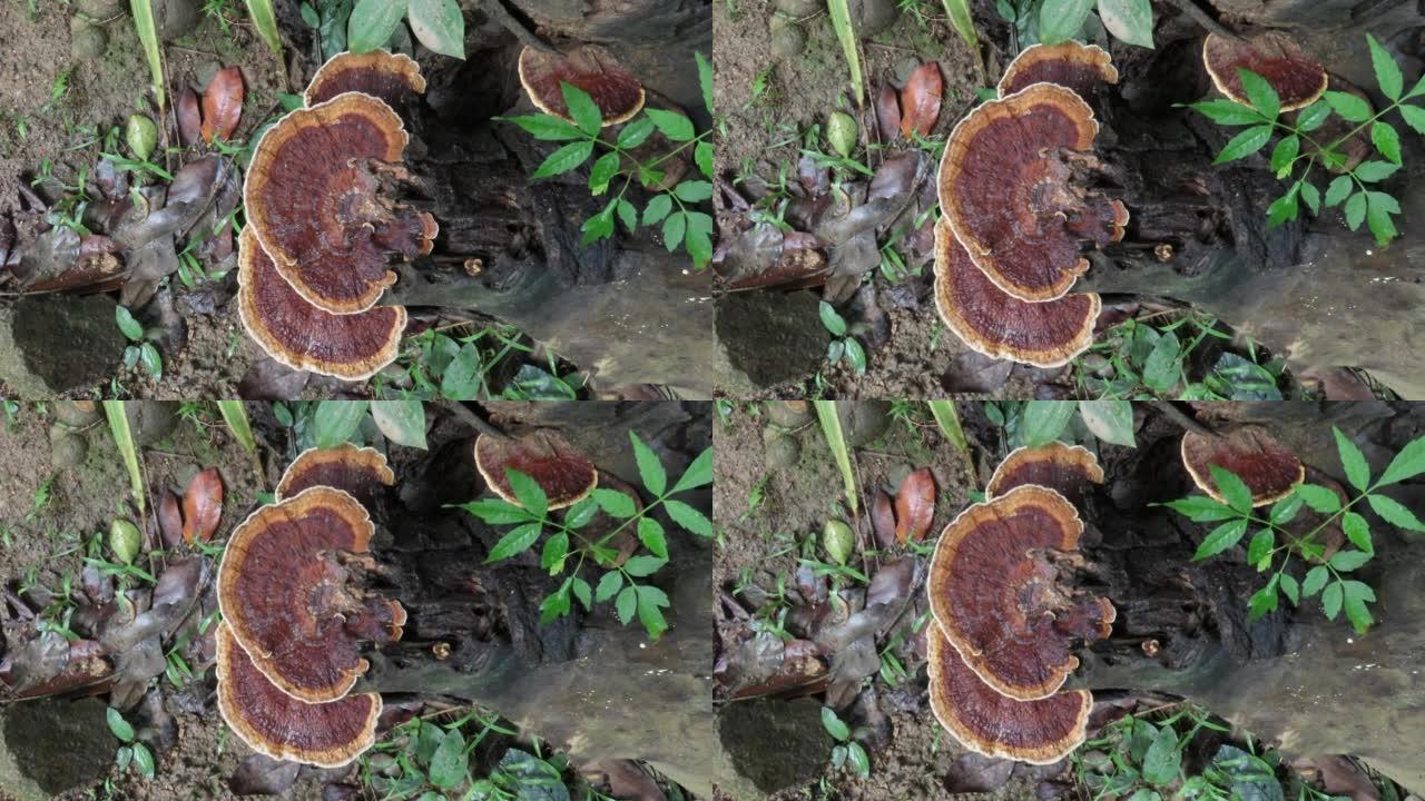 树桩上的微孔蘑菇