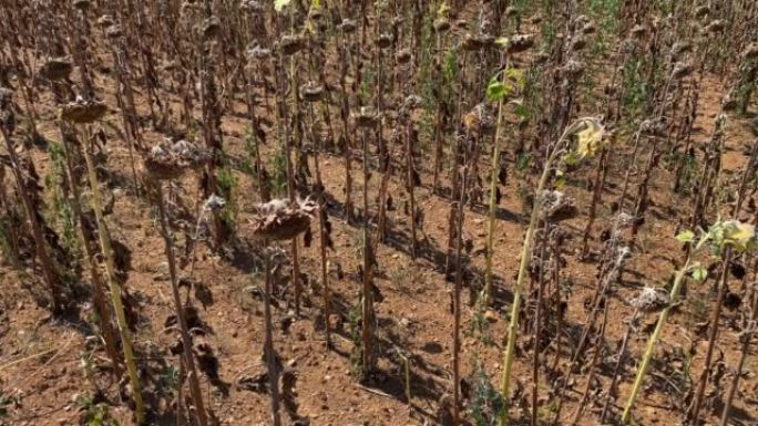 干旱气候和热浪导致的向日葵种植园死亡