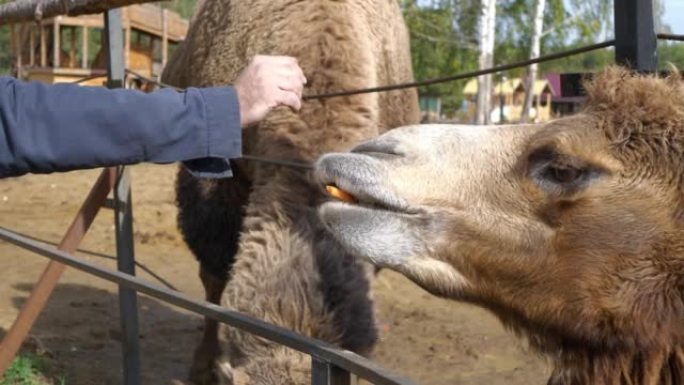 骆驼正在吃男人手中的一块胡萝卜。