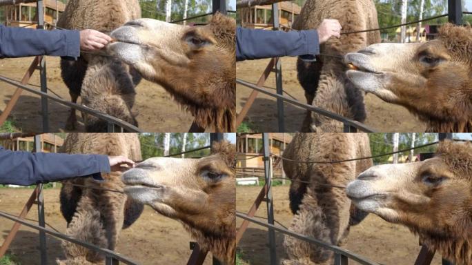 骆驼正在吃男人手中的一块胡萝卜。
