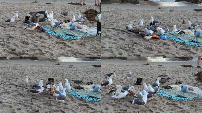 海鸥在马里布的海滩上偷食