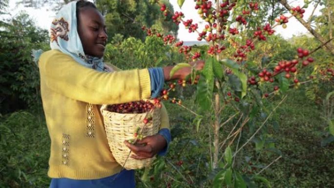 非洲年轻女子收集咖啡樱桃，东非