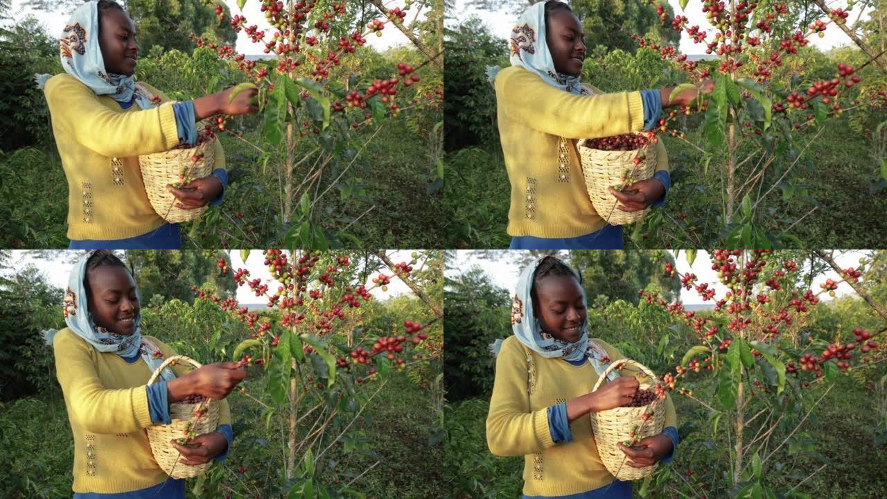 非洲年轻女子收集咖啡樱桃，东非