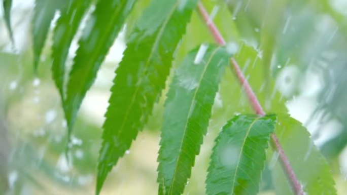 特写水滴绿叶前景。巨雨落在绿色植物叶子上。平静放松的冥想平静的背景。慢动作雨滴在雨中从绿叶蕨类植物中