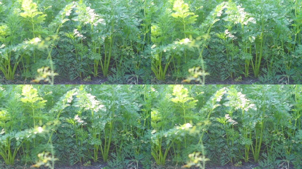 夏季在菜园里生长的胡萝卜顶部的特写镜头。从地面上生长在花园床上的胡萝卜作物。胡萝卜果实的叶子和顶部。