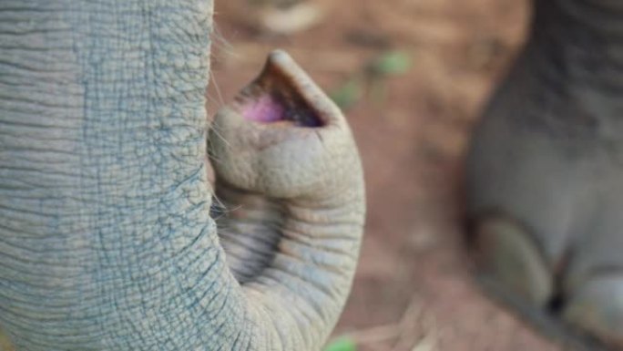 4k电影慢动作野生动物自然镜头在阳光明媚的日子里，在泰国清迈山区的丛林中近距离拍摄大象的树干。