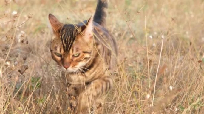 猫在散步。孟加拉猫在草地上漫步。家猫喜欢在夕阳的光线下在大自然中行走