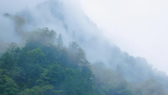 雨中的纯净森林和云彩