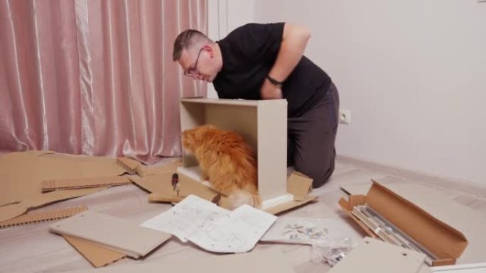 姜蓬松的猫在零件周围走动，在公寓的地板上组装一个抽屉柜。拿起一个盒子，看着一个组装家具的年轻人