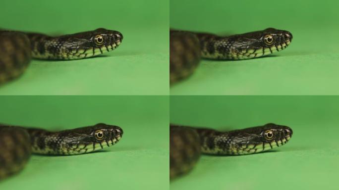 特写骰子蛇眼，脸。
蛇在绿色背景上伸出舌头。
水蛇是欧亚无毒蛇科的一种。
爬行动物孤立，爬行动物。
