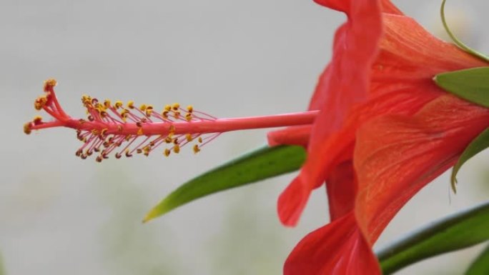 芙蓉中国花或中国玫瑰 (拉丁文.Hibiscus rosa-sinensis) 红