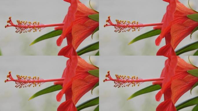 芙蓉中国花或中国玫瑰 (拉丁文.Hibiscus rosa-sinensis) 红