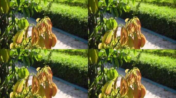 芒果树新的彩色叶子。在阳光明媚的夏日，芒果树发芽了新的彩色叶子。4k特写视频。