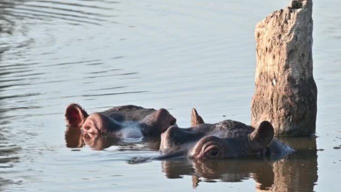 Two Hippopotamus in water eyes looking