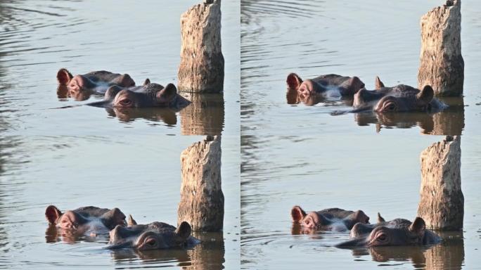 Two Hippopotamus in water eyes looking