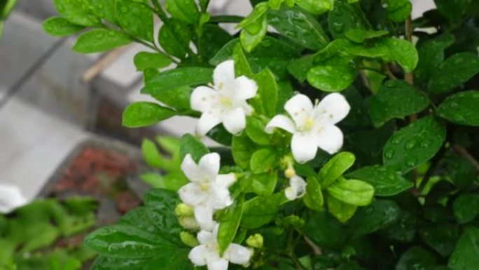 芬芳的橙色茉莉花(卡米尼)白色的花在绿树上。潮湿的白色Madhu Kamini花在雨季的特写。4k视