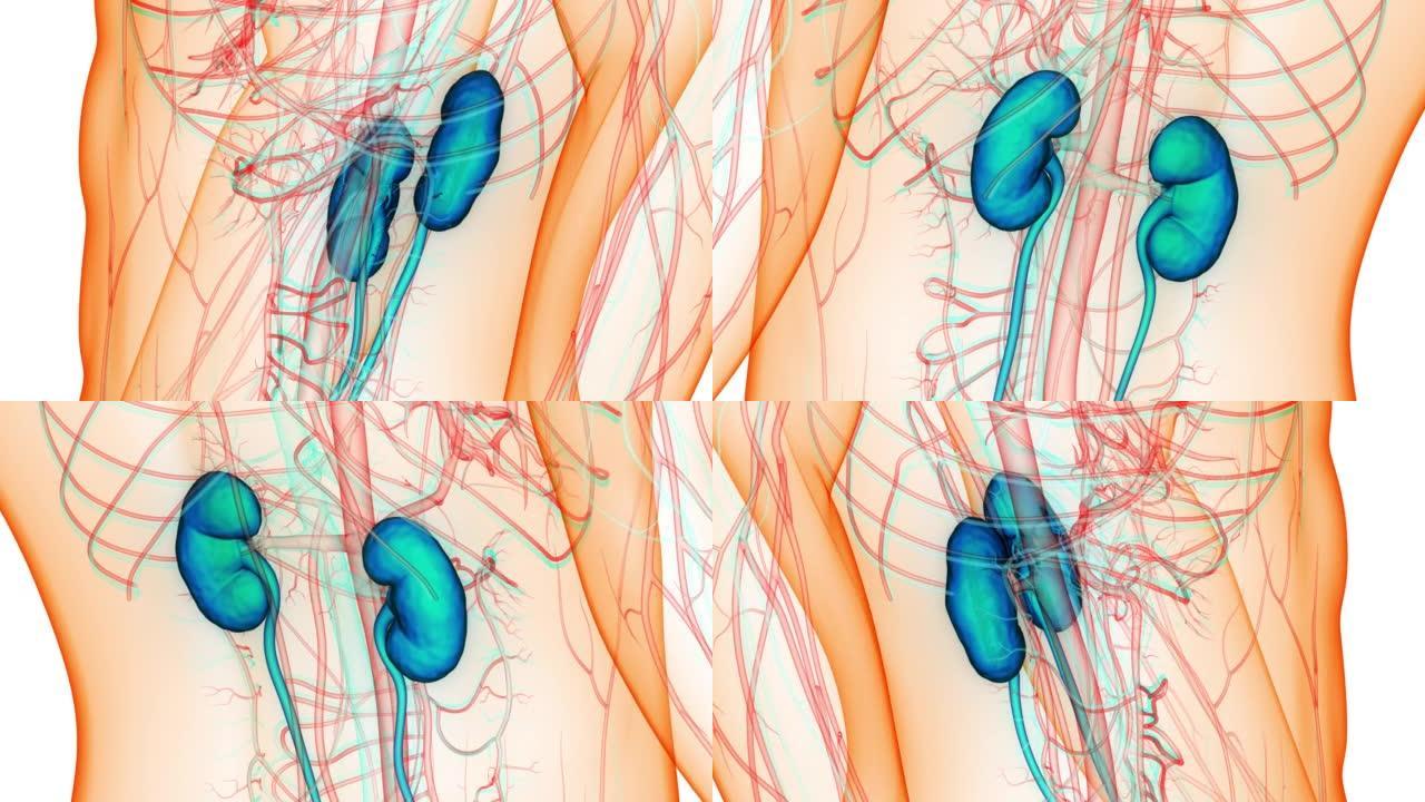 人体泌尿系统肾脏解剖动画概念
