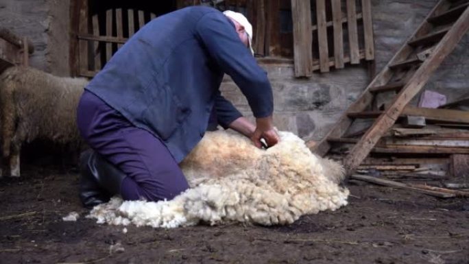 剪羊毛