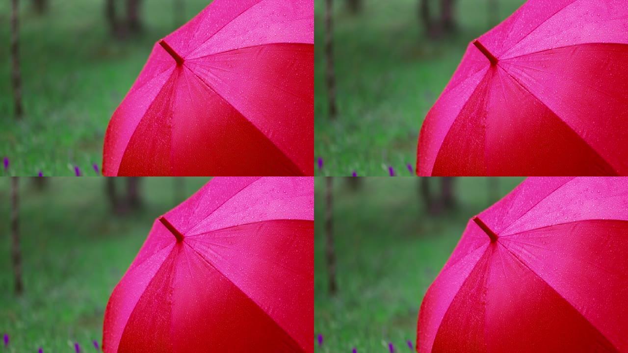 森林里雨天的红伞。森林里的雨。