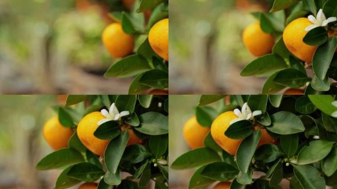 Calamondin的成熟果实，在树上的绿色叶子中开着盛开的花朵。