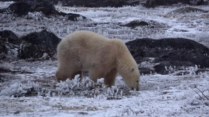 北极熊从地面觅食，加拿大，2022
