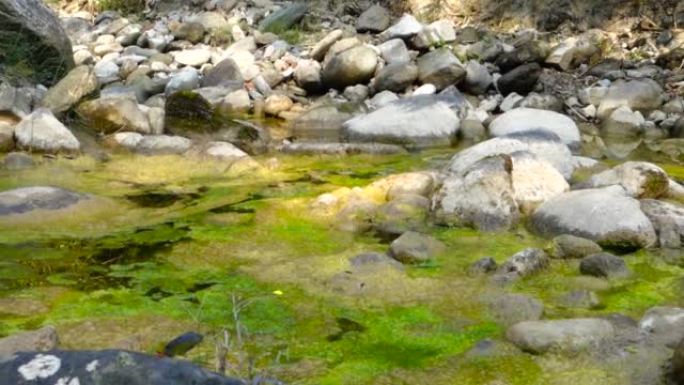印度静水池中绿藻生长。藻类和蓝细菌是简单的，类似植物的生物，生活在水中。