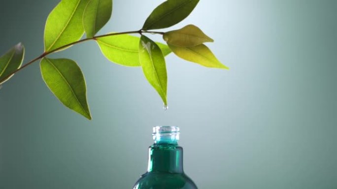 关闭从新鲜绿叶落到瓶子的水滴，用于化妆品的有机生物提取，芳香疗法和精油概念