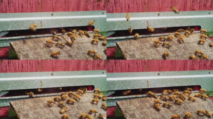 时间流逝，快速运动。在阳光明媚的夏日，蜜蜂起飞并飞入木制蜂箱的入口。特写
