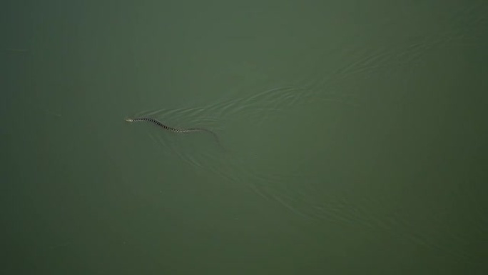 水蛇在水中游泳