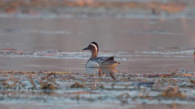 鸟类雄性Garganey (Spatula querquedula) 在阳光明媚的春天早晨在湖中游泳