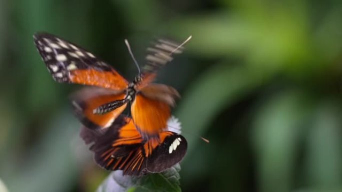 近景丛林蝴蝶在其他蝴蝶上方盘旋慢动作