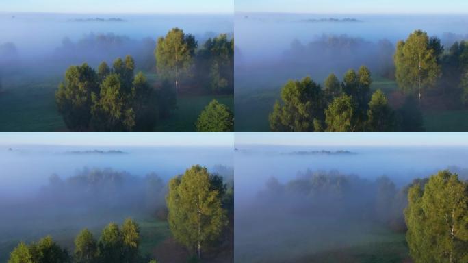 鸟瞰图神奇史诗般的自然景观。日出时雾蒙蒙的绿树的惊人鸟瞰图。雾景观。雄伟的薄雾森林。日出黎明朦胧清晨