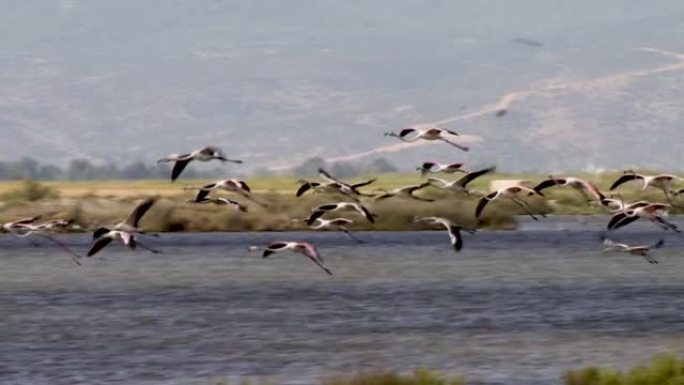 成群的鸟儿飞过湖面。
