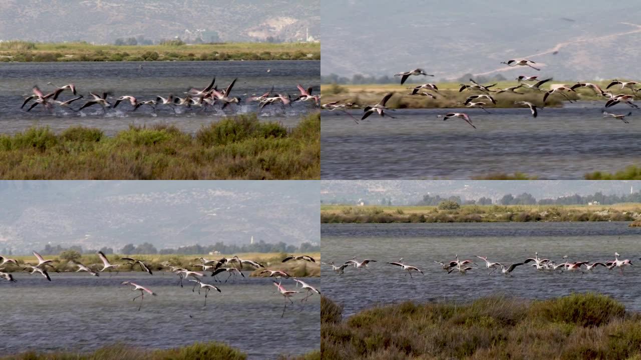 成群的鸟儿飞过湖面。