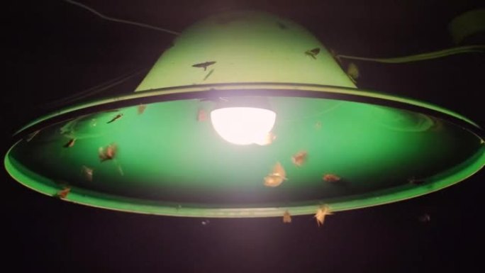 灯和昆虫。飞蛾在灯下飞舞。飞蛾在夜城街道上的照明灯周围飞翔