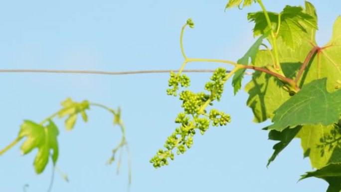 一堆在农场的葡萄藤上生长的未成熟葡萄。在明亮的阳光下，葡萄藤上的白葡萄特写。绿色葡萄束。户外花园中的