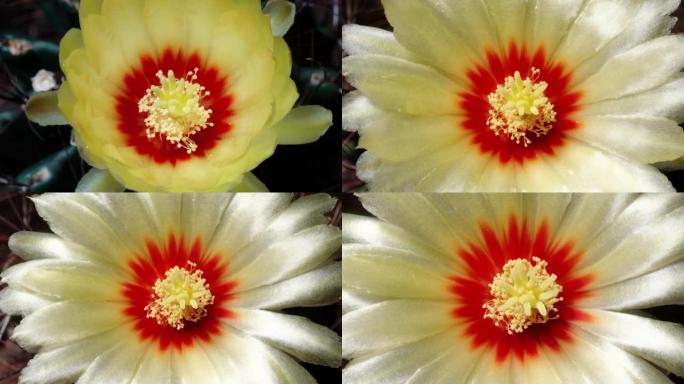 黄色仙人掌花从芽到全花开花的延时镜头，4k顶视图视频，特写b卷镜头缩小，然后放大效果。