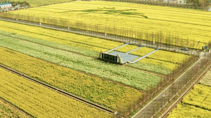 上海松江小昆山油菜花基地航拍鸟瞰