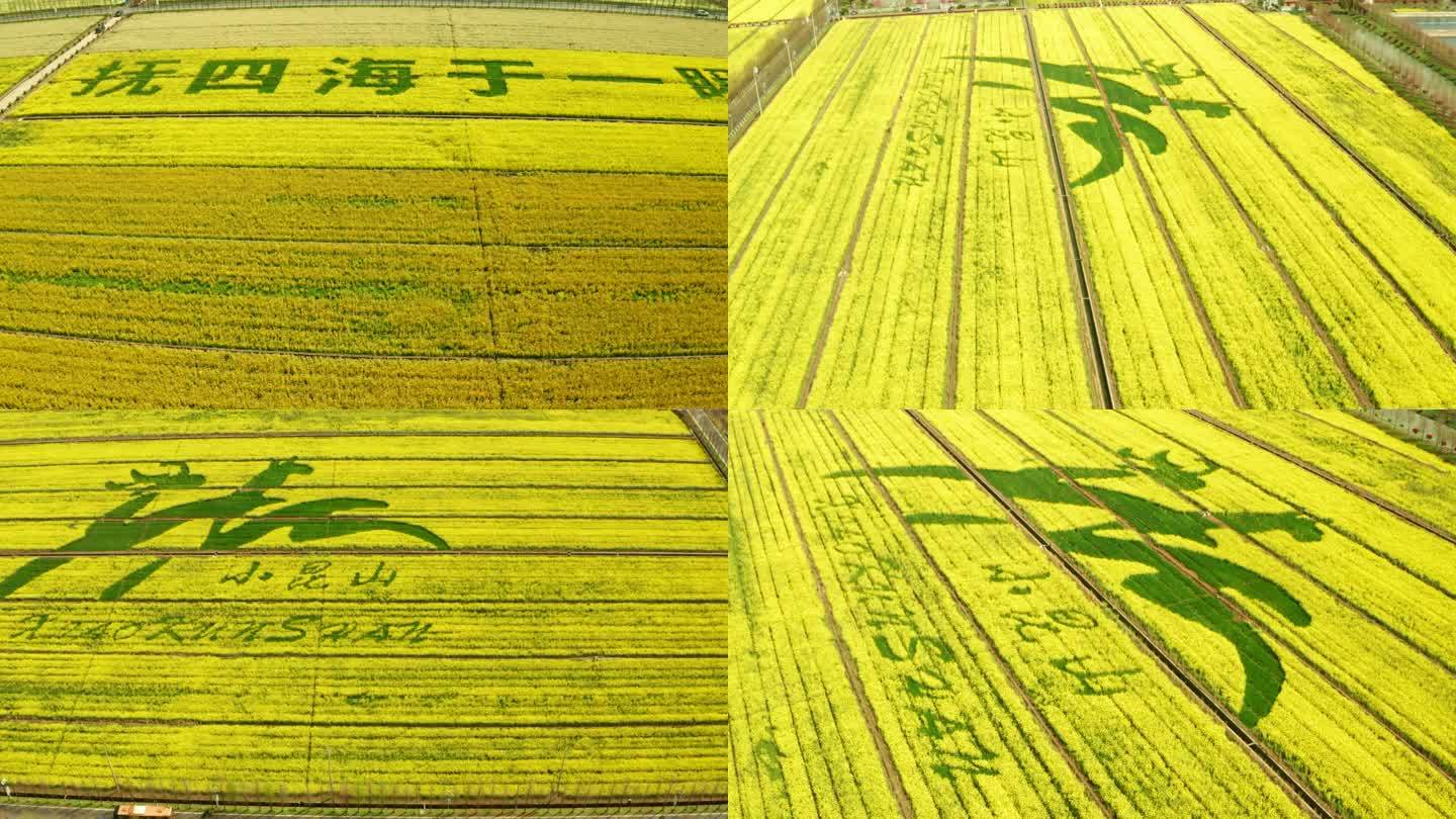 上海松江小昆山油菜花基地航拍鸟瞰