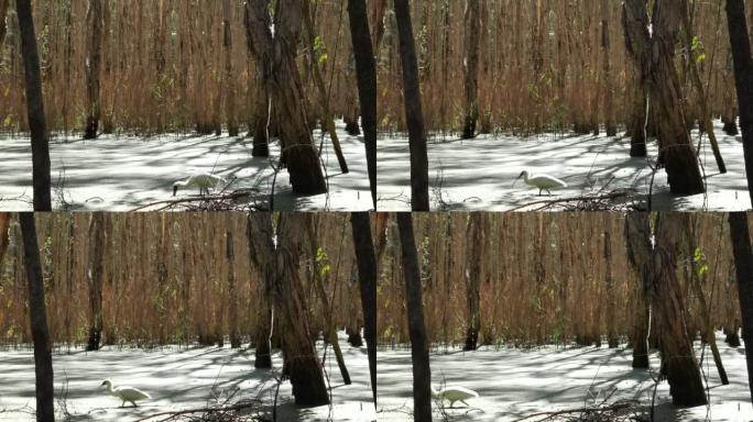 琵鹭在澳大利亚千层树湿地沼泽中觅食，用其飞溅的钞票觅食
