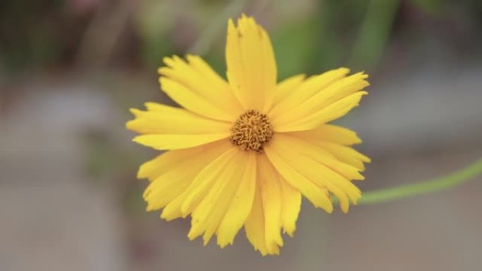 花园中盛开的黄色金鸡菊花的特写镜头
