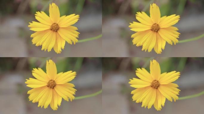 花园中盛开的黄色金鸡菊花的特写镜头