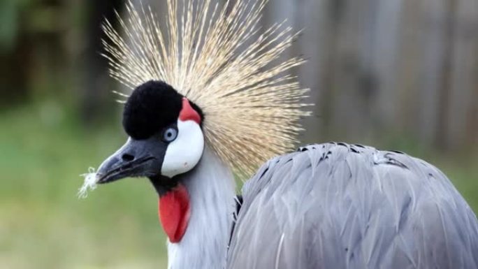 灰色冠鹤。鹤科的一种鸟类，Gruidae。在非洲发现。