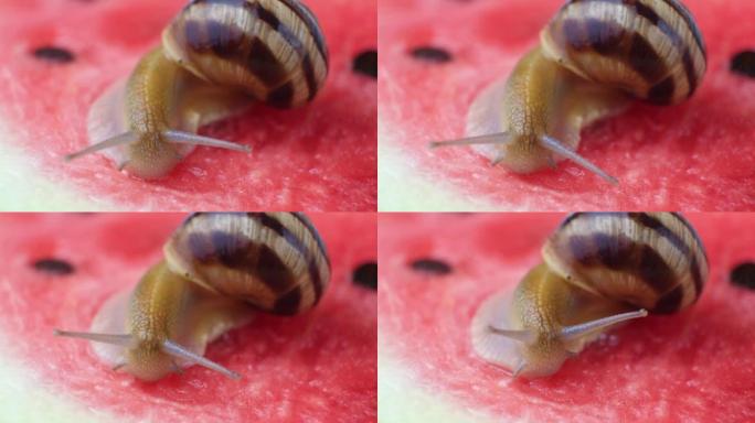 大蜗牛螺旋pomatia爬到西瓜上，喝西瓜汁