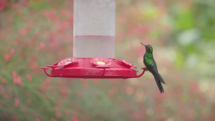 在喂鸟器上的雄性绿冠灿烂蜂鸟的慢动作剪辑